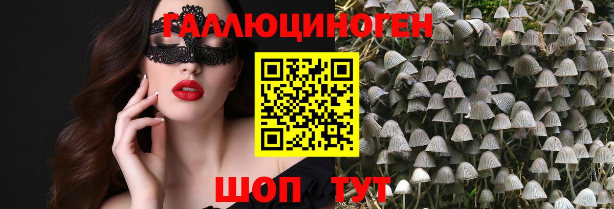 Псилоцибиновые грибы Cubensis Балтийск