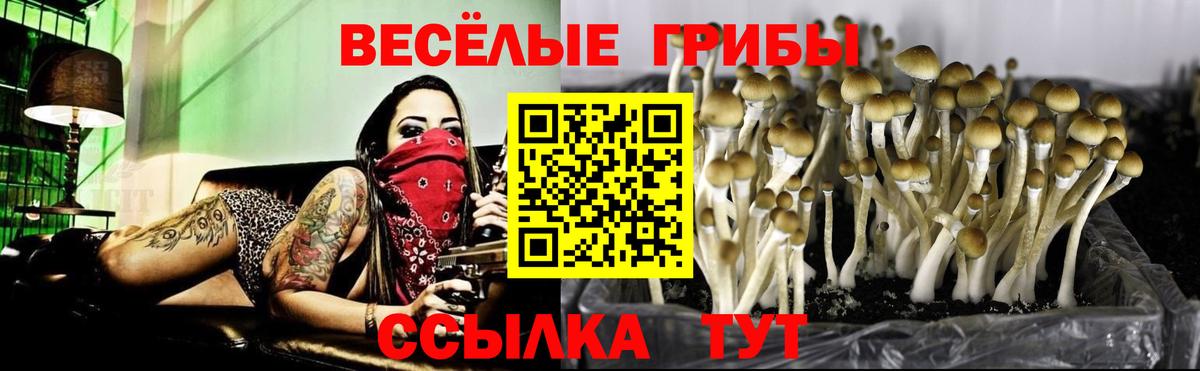 Галлюциногенные грибы Magic Shrooms  цены наркотик  Балтийск  Галлюциногенные грибы Psilocybe 